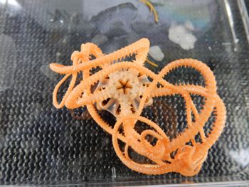 Media type: image;   Invertebrate Zoology 139703